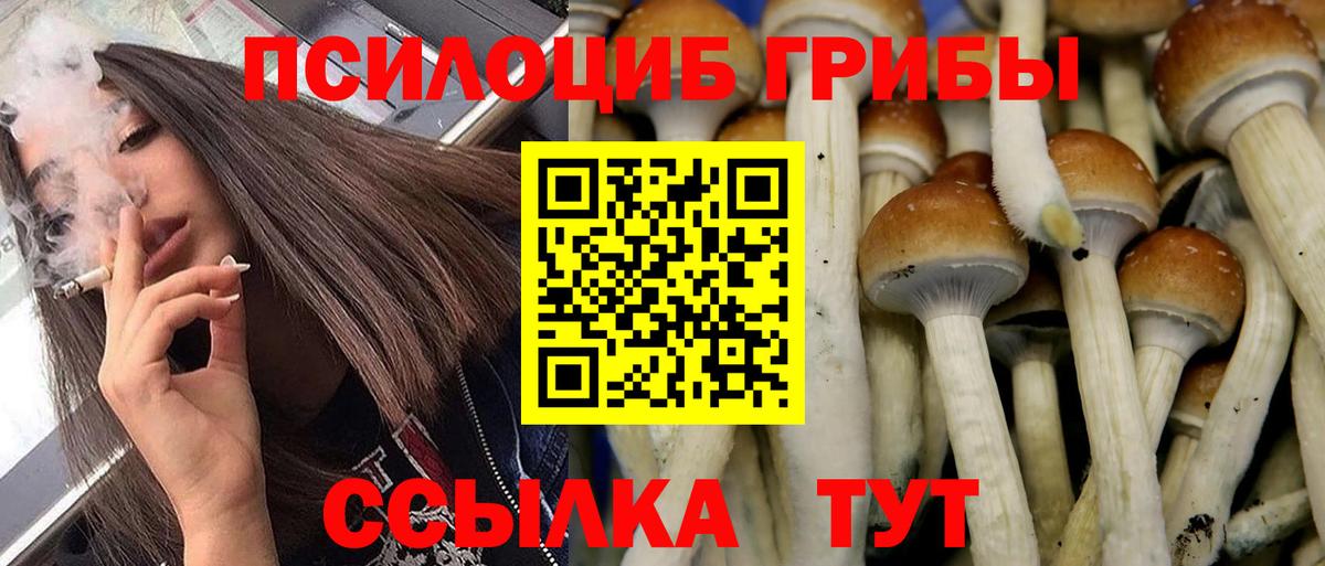 Галлюциногенные грибы Psilocybe  Вход с VPN  Дербент 